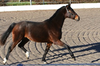  Amicelli Trab 