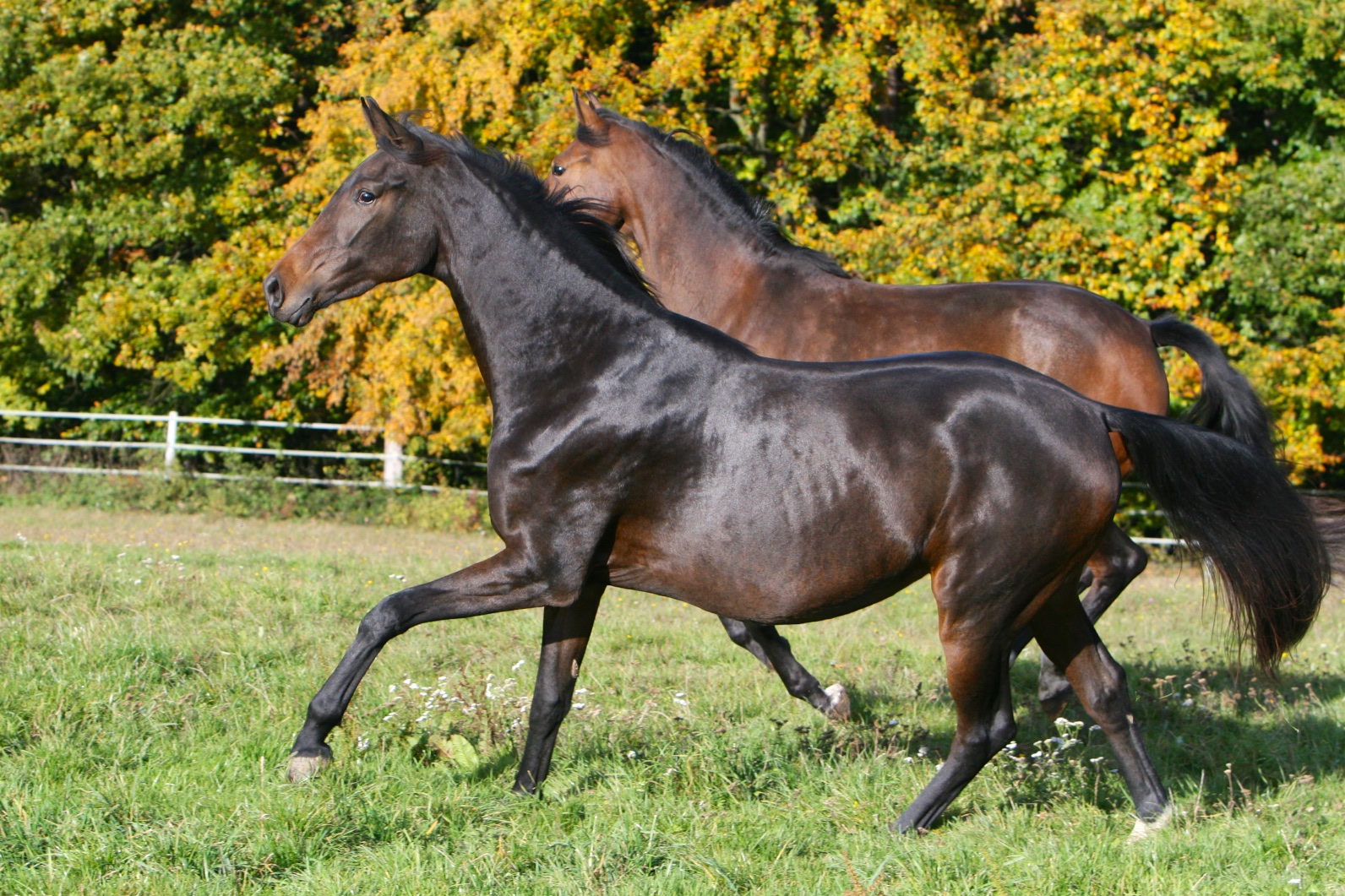  Fürstenfee im Herbst 