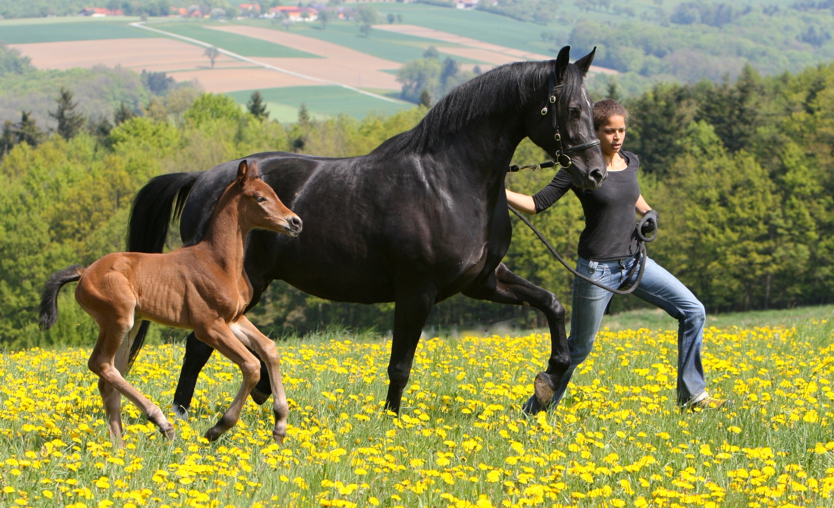  Die Waldrose mit Fohlen 